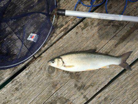 若狭本郷 筏で釣りをする。