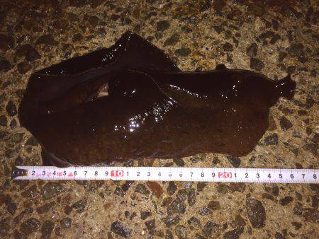 メバル調査＼(^o^)／