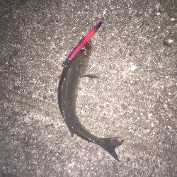 バチ抜けはまだかな〜、、、