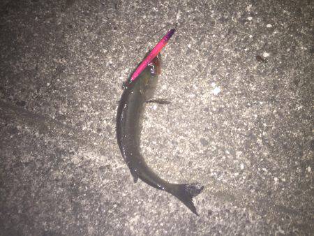 バチ抜けはまだかな〜、、、