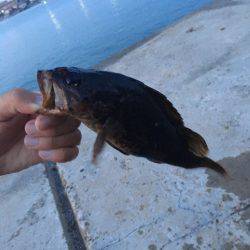 久しぶりのメバリング