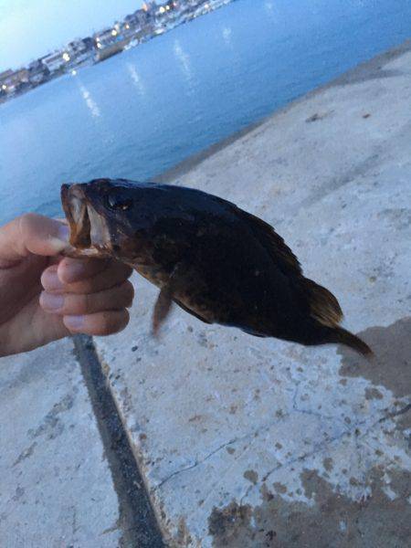 久しぶりのメバリング