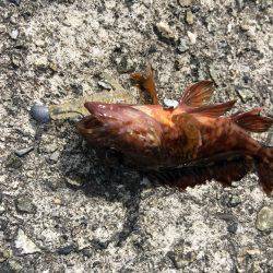 デイメバリング