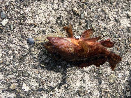 デイメバリング