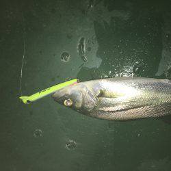 サイズは選べない