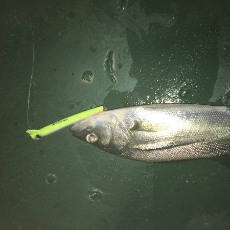 サイズは選べない