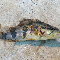 遠征メバリング\(^o^)/