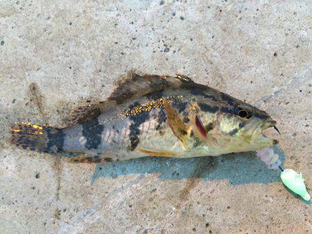 遠征メバリング\(^o^)/