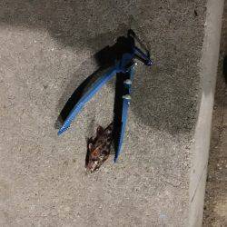 ガシラはいますよ