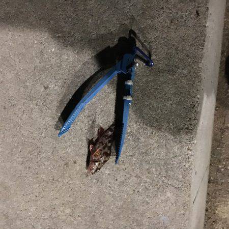 ガシラはいますよ