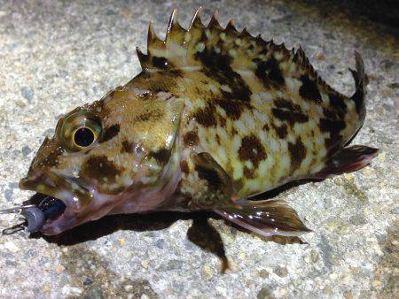 サイズがちっちゃーい！