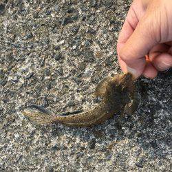 今日も小物釣り