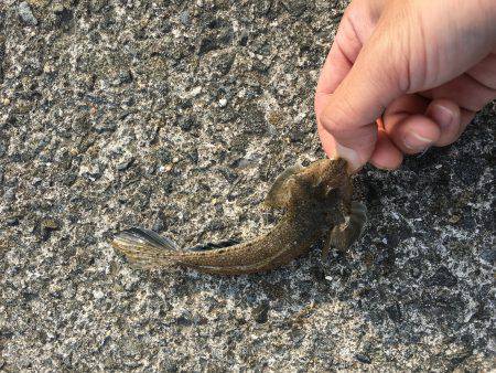 今日も小物釣り