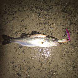 チーバスパラダイス