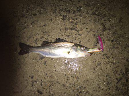 チーバスパラダイス