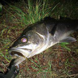 ボトム張り付き