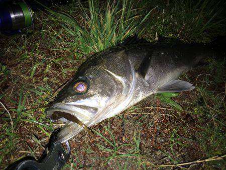 ボトム張り付き
