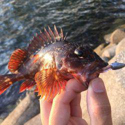 くらやみテトラのメバリング!