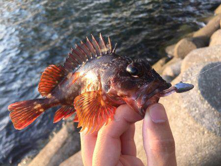 くらやみテトラのメバリング!