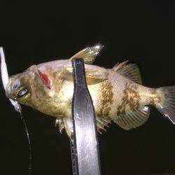 メバルに癒されました