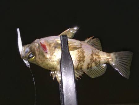 メバルに癒されました