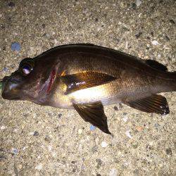 ビッグファイト!惜しくも…(>_<)