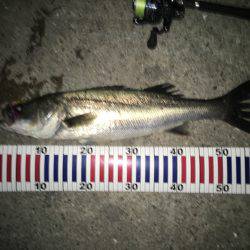 壁際20センチの攻防戦！！