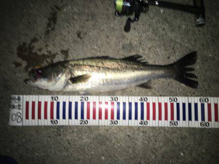 壁際20センチの攻防戦！！