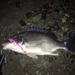 初投稿。初キビレ。