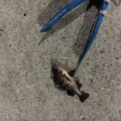 ガシラはいるんですが〜