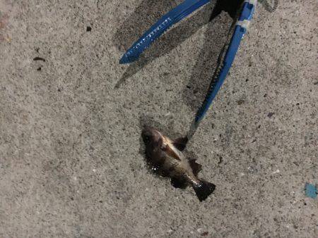 ガシラはいるんですが〜