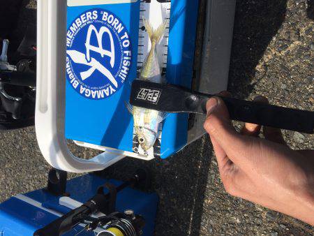 アジ、メバル調査!