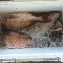 釣堀行ってきました