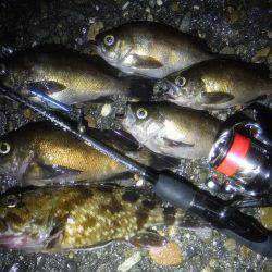 プラッキングメバル