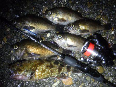 プラッキングメバル