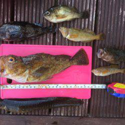 夜ご飯ゲット！