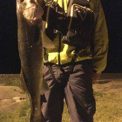 やっとこさの1本