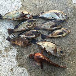 今年もメバルが始まった