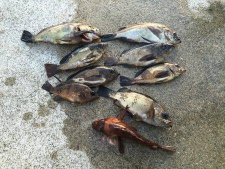 今年もメバルが始まった