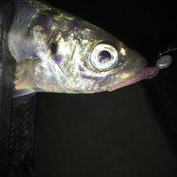 アジパーリィ*\\(^o^)/*