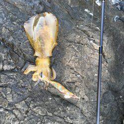 ＧＷエギング①