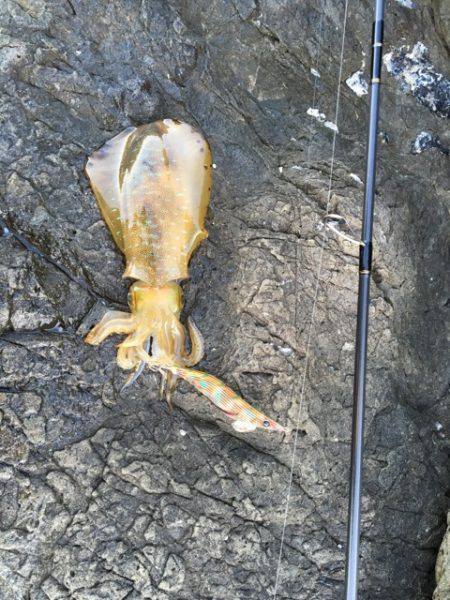 ＧＷエギング①