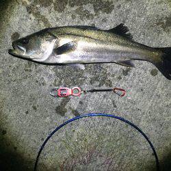 バチシー絶好調！