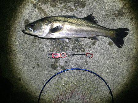 バチシー絶好調！