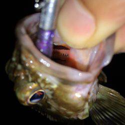 またまたガッシーず