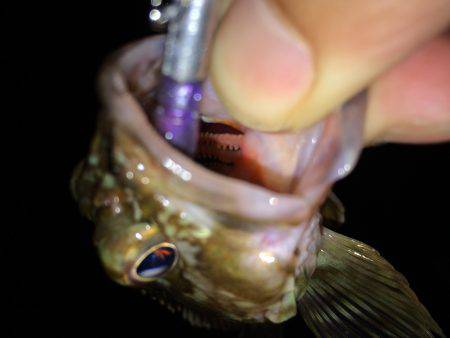 またまたガッシーず