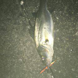 シーバスパトロール