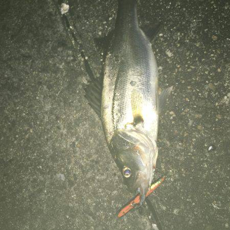 シーバスパトロール