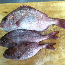 久しぶりの釣果