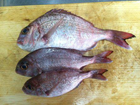 久しぶりの釣果